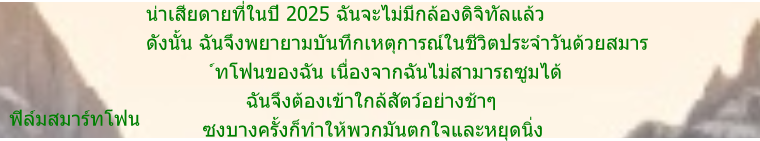 ฟิล์มสมาร์ทโฟน  น่าเสียดายที่ในปี 2025 ฉันจะไม่มีกล้องดิจิทัลแล้ว  ดังนั้น ฉันจึงพยายามบันทึกเหตุการณ์ในชีวิตประจำวันด้วยสมาร             ์ทโฟนของฉัน เนื่องจากฉันไม่สามารถซูมได้                   ฉันจึงต้องเข้าใกล้สัตว์อย่างช้าๆ            ซงบางครั้งก็ทำให้พวกมันตกใจและหยุดนิ่ง