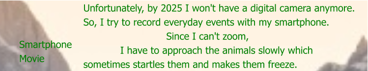 Smartphone Movie Unfortunately, by 2025 I won't have a digital camera anymore. So, I try to record everyday events with my smartphone.                            Since I can't zoom,             I have to approach the animals slowly which  sometimes startles them and makes them freeze.