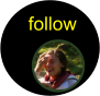 follow